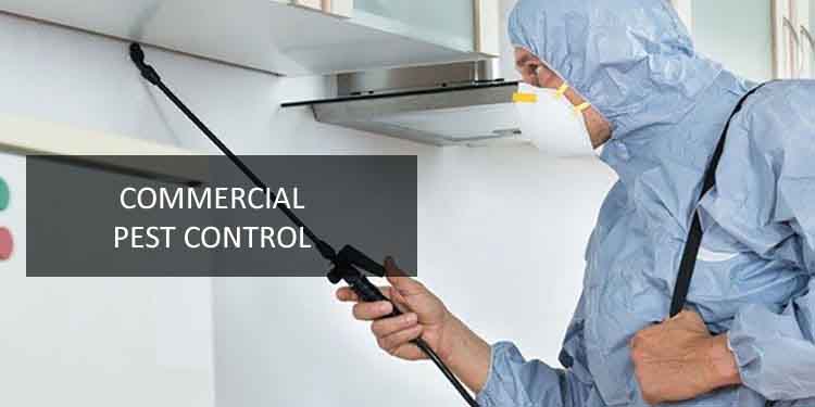 Commercial Pest Management in Greater Noida